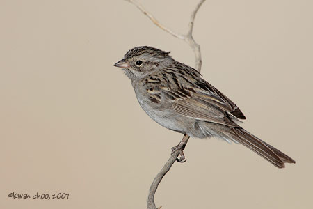 Brewer's Sparrow