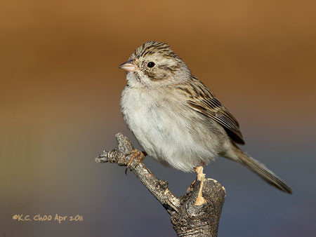 Brewer's Sparrow