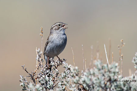 Brewer's Sparrow
