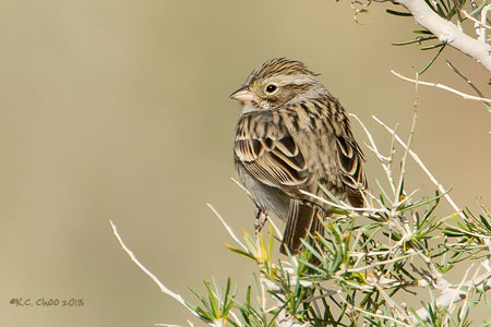 Brewer's Sparrow