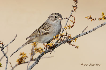 Brewer's Sparrow