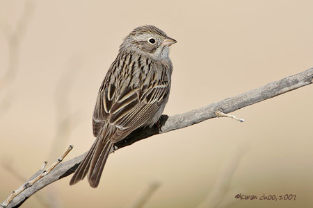 Brewer's Sparrow
