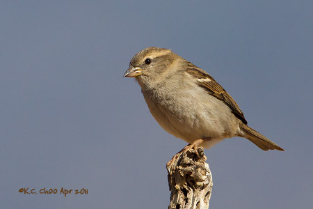 Brewer's Sparrow