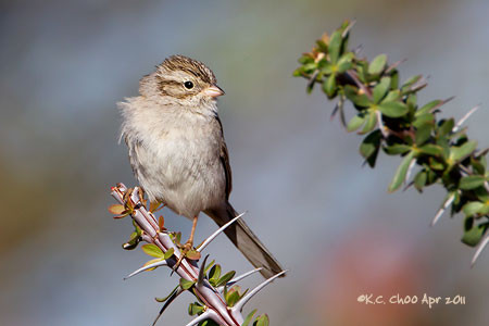 Brewer's Sparrow
