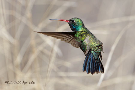 Broad-billed Hummingbird