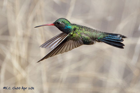 Broad-billed Hummingbird