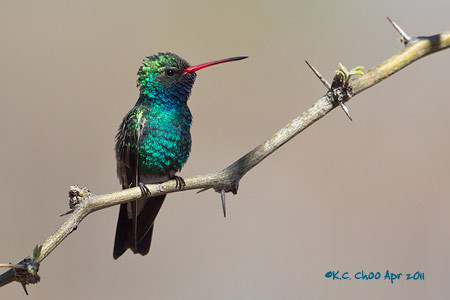 Broad-billed Hummingbird