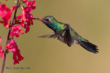 Broad-billed Hummingbird