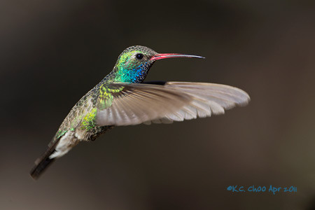 Broad-billed Hummingbird
