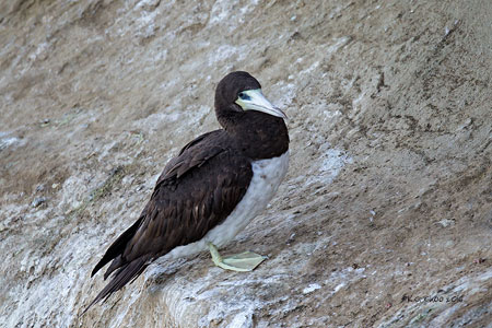 Brown Booby