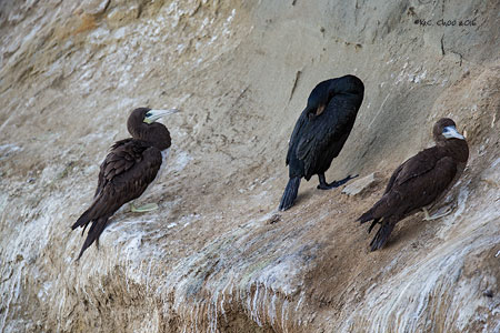 Brown Booby