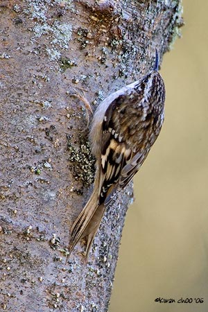 Brown Creeper