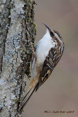 Brown Creeper