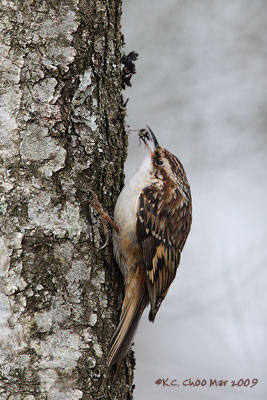 Brown Creeper