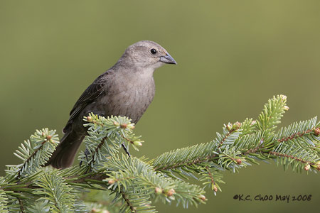 Brown-headed Cowbird
