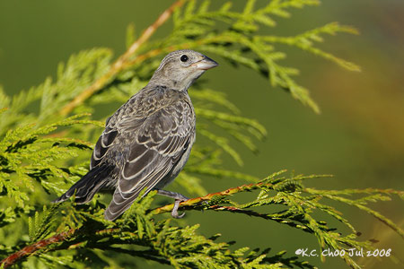 Brown-headed Cowbird