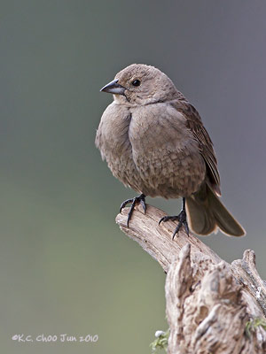 Brown-headed Cowbird
