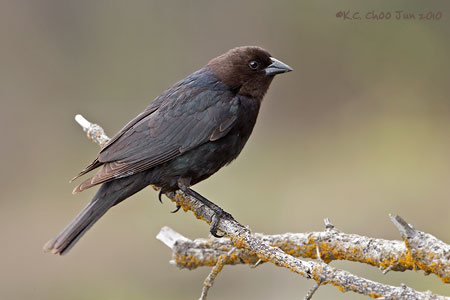 Brown-headed Cowbird