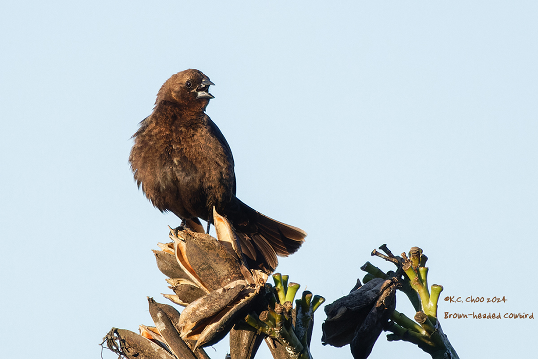 Brown-headed Cowbird