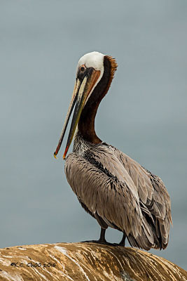 Brown Pelican
