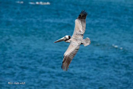 Brown Pelican