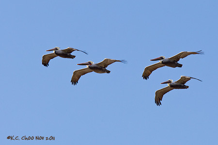 Brown Pelican