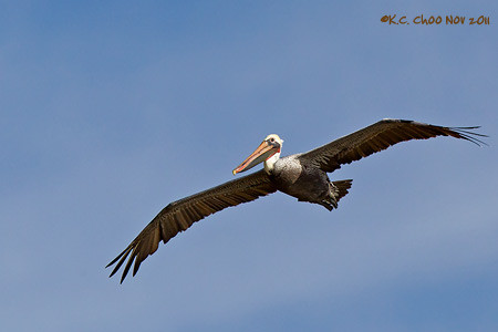 Brown Pelican