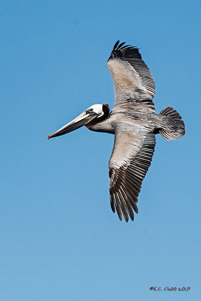 Brown Pelican