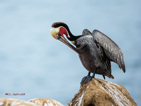 Brown Pelican