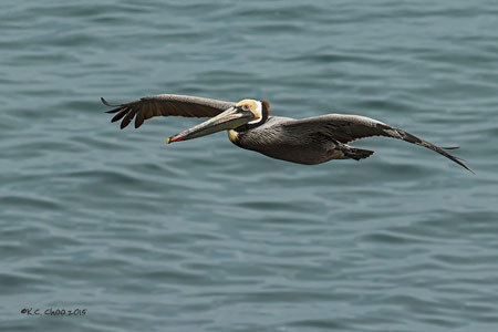 Brown Pelican