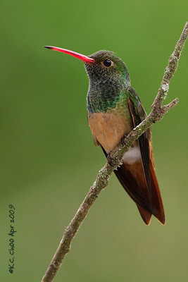 Buff-bellied Hummingbird