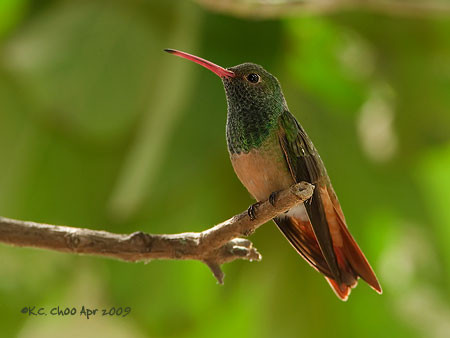 Buff-bellied Hummingbird