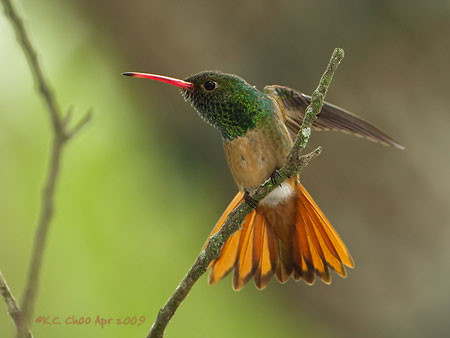 Buff-bellied Hummingbird