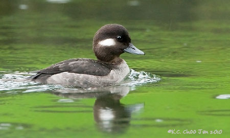 Bufflehead