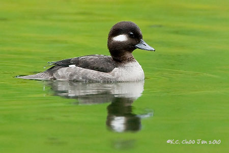 Bufflehead