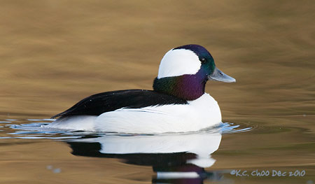 Bufflehead