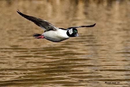 Bufflehead