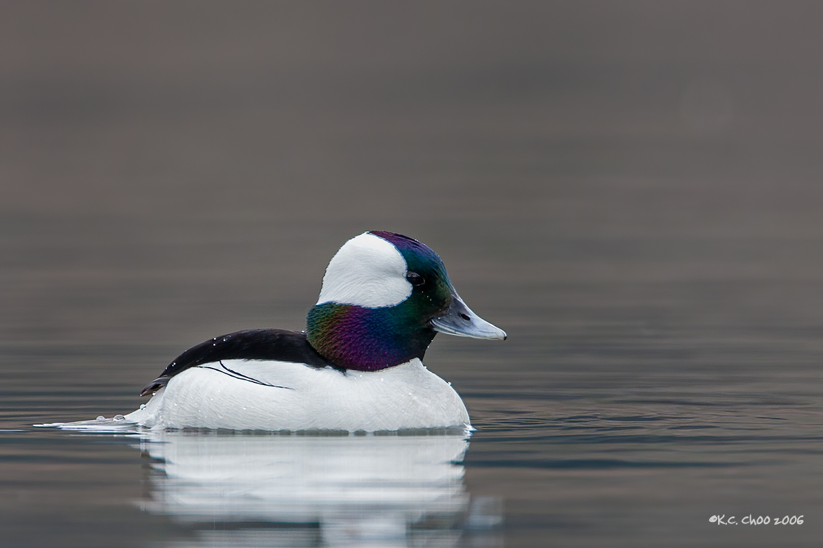 Bufflehead