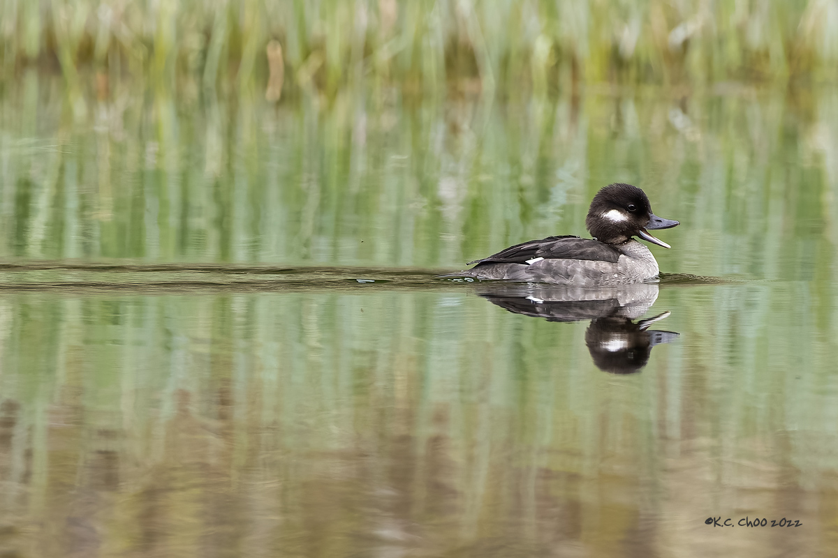 Bufflehead