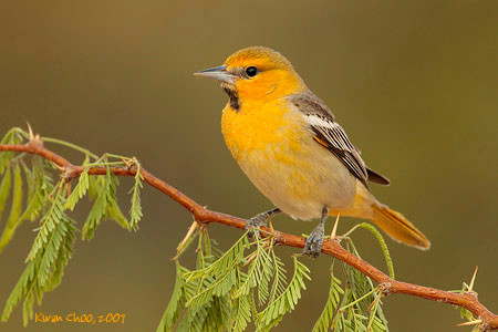 Bullock's Oriole
