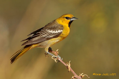 Bullock's Oriole