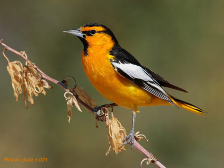 Bullock's Oriole