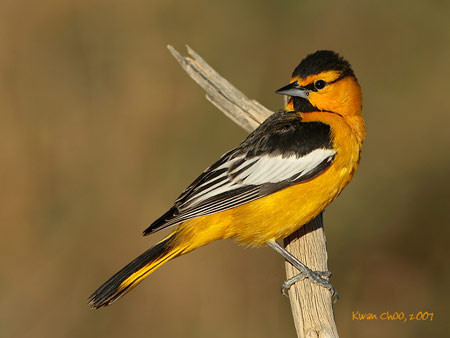 Bullock's Oriole