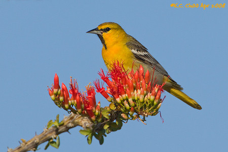 Bullock's Oriole