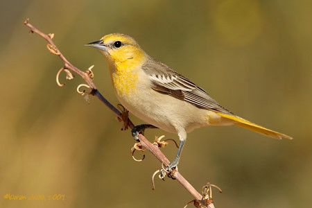 Bullock's Oriole