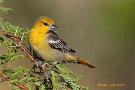 Bullock's Oriole