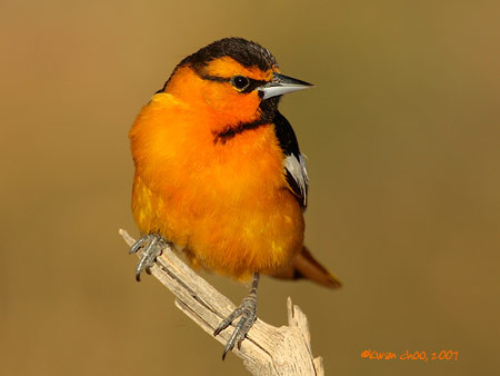 Bullock's Oriole