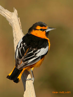 Bullock's Oriole