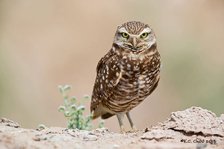 Burrowing Owl