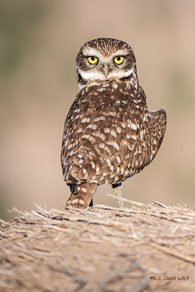 Burrowing Owl